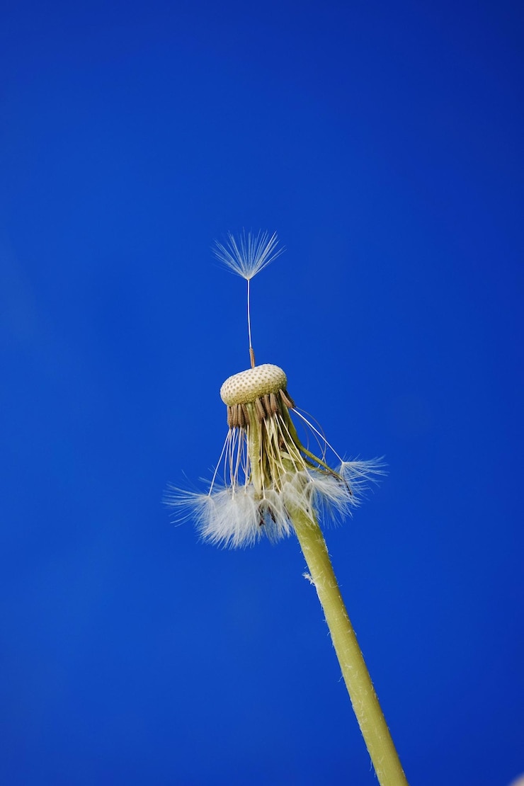 Foto vista a bassa angolazione del dente di leone contro il cielo blu