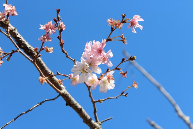 Vista a bassa angolazione del fiore di ciliegio contro un cielo limpido