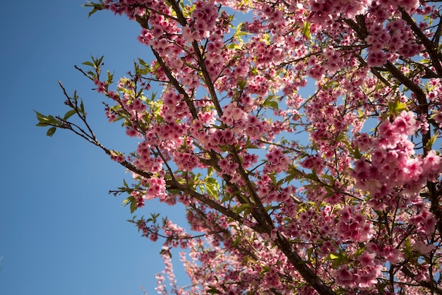 Vista a bassa angolazione del fiore di prugna che cresce sull'albero contro il cielo