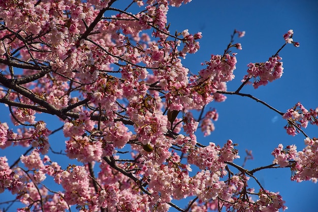 Vista a bassa angolazione dell'albero in fiore di ciliegio