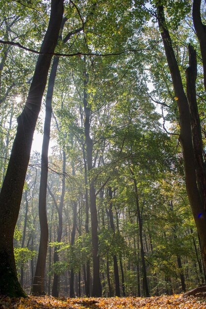 Vista a bassa angolazione della luce solare che scorre attraverso gli alberi nella foresta