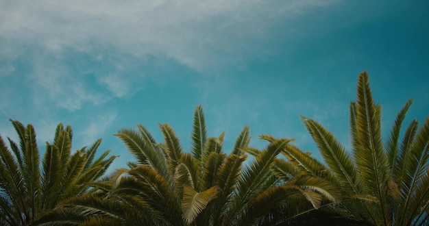 Vista a bassa angolazione della palma contro il cielo