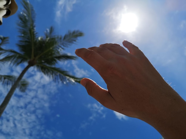 Vista a bassa angolazione della palma contro il cielo