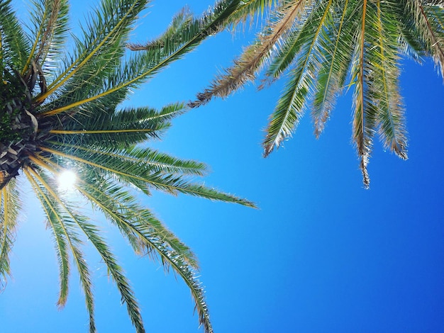 Vista a bassa angolazione della palma contro un cielo blu limpido