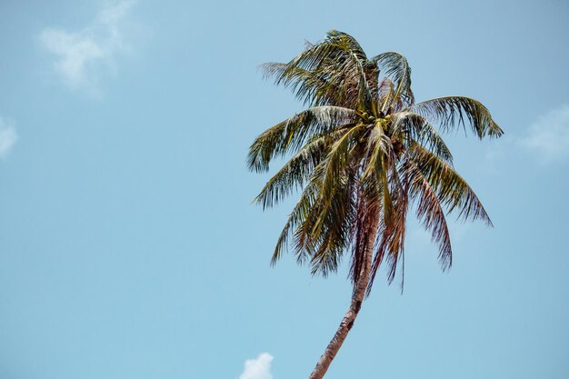 Vista a bassa angolazione della palma da cocco contro il cielo blu