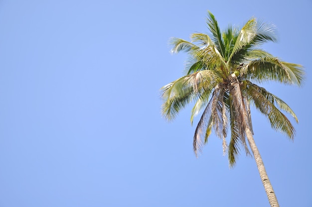 Vista a bassa angolazione della palma da cocco contro un cielo blu limpido