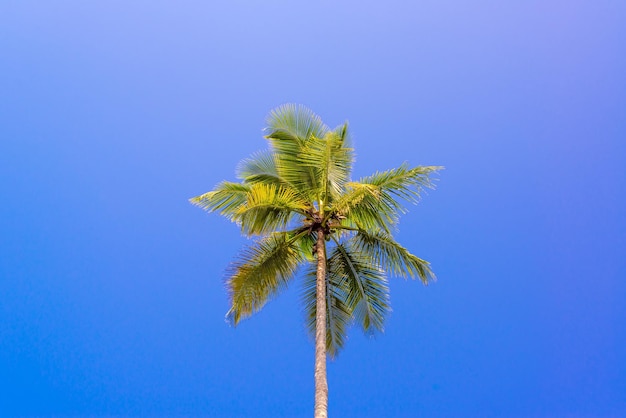 Vista a bassa angolazione della palma di cocco contro un cielo blu limpido