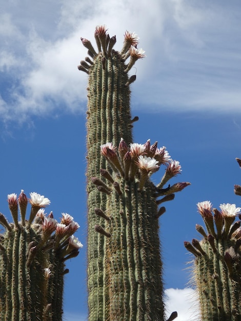 Vista a bassa angolazione della pianta di cactus contro il cielo