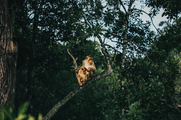 Vista a bassa angolazione della scimmia sull'albero