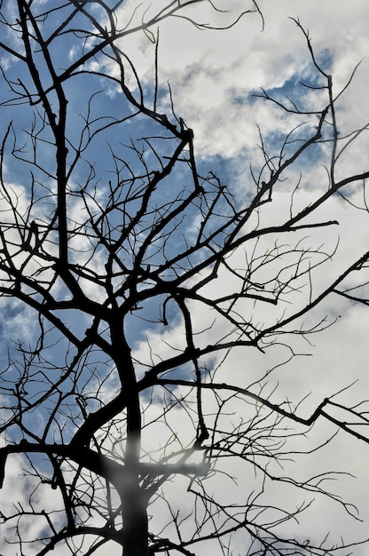 Vista a bassa angolazione della silhouette di un albero nudo contro un cielo nuvoloso