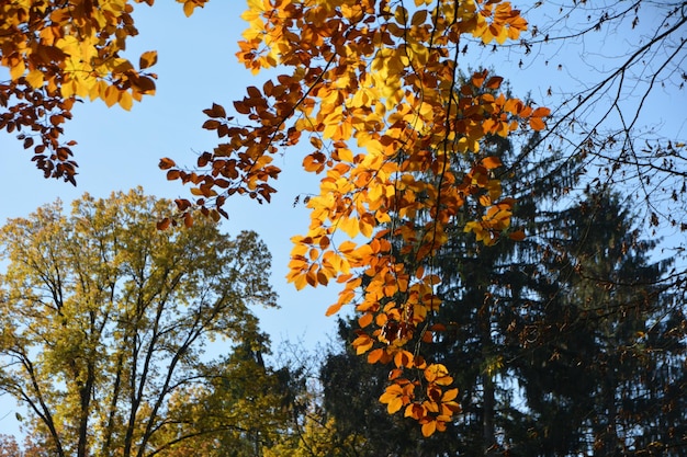 Vista a bassa angolazione delle foglie d'autunno contro il cielo