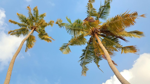 Vista a bassa angolazione delle palme che crescono contro il cielo