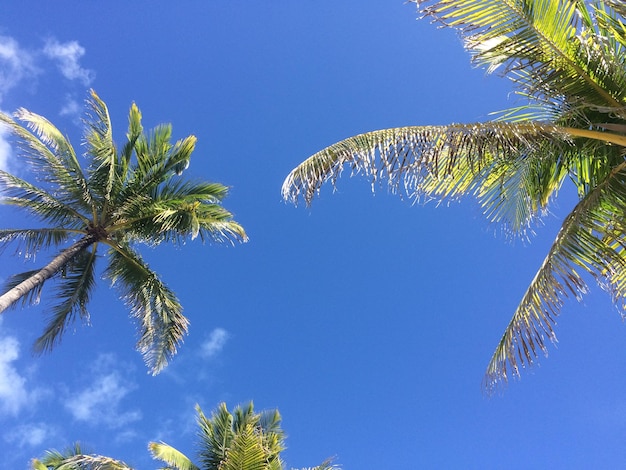 Vista a bassa angolazione delle palme contro il cielo blu