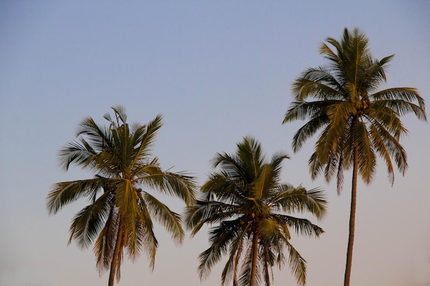 Vista a bassa angolazione delle palme da cocco contro un cielo limpido