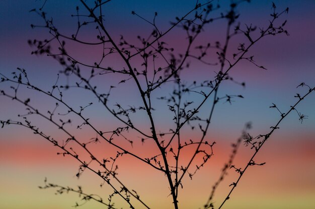 Vista a bassa angolazione delle silhouette degli alberi contro il cielo al tramonto