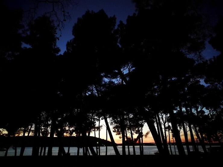 Foto vista a bassa angolazione delle silhouette degli alberi contro il cielo notturno