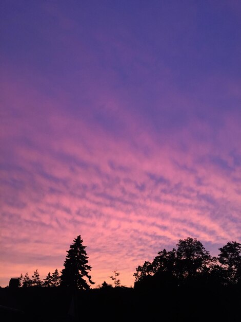 Vista a bassa angolazione delle silhouette degli alberi contro il cielo