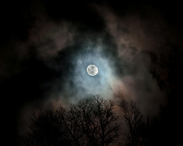 Vista a bassa angolazione delle silhouette degli alberi contro la luna piena nel cielo