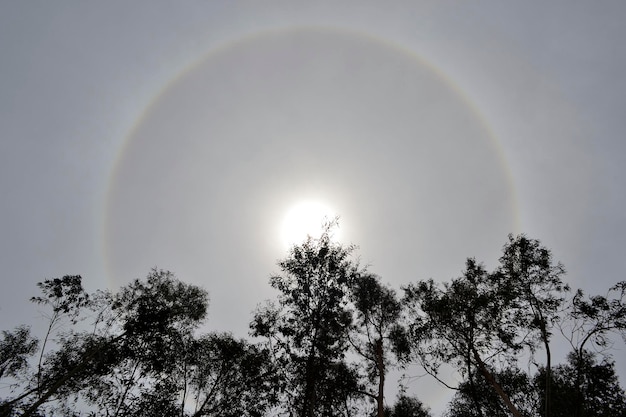 Vista a bassa angolazione di alberi a silhouette contro un cielo luminoso
