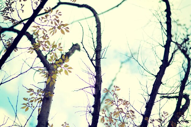 Vista a bassa angolazione di alberi nudi contro il cielo