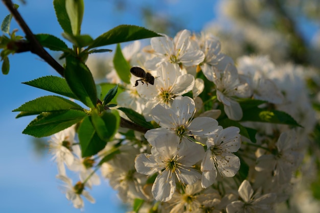Vista a bassa angolazione di fiori bianchi che fioriscono all'aperto