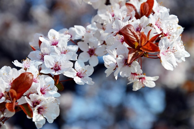 Vista a bassa angolazione di fiori bianchi che fioriscono all'aperto