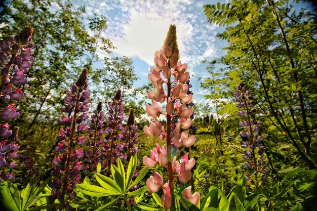 Vista a bassa angolazione di fiori rosa con boccioli