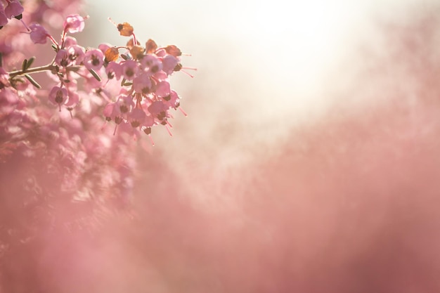 Vista a bassa angolazione di fiori rosa
