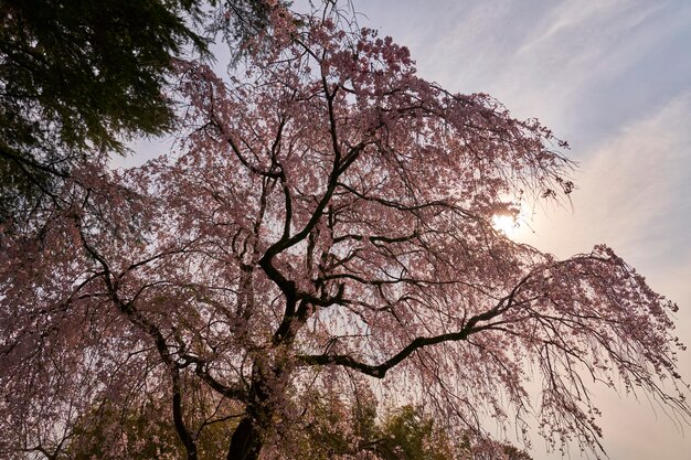 Vista a bassa angolazione di un albero in fiore contro il cielo