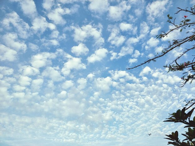 Vista a bassa angolazione di un albero in fiore contro un cielo nuvoloso