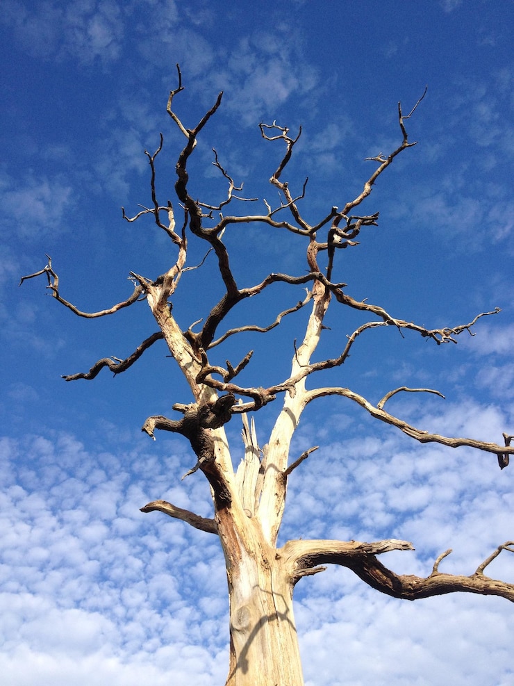 Foto vista a bassa angolazione di un albero morto contro il cielo