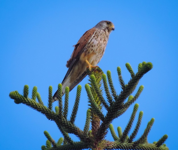 Vista a bassa angolazione di un'aquila appollaiata su un albero contro il cielo