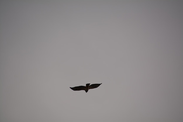 Vista a bassa angolazione di un'aquila che vola contro un cielo limpido