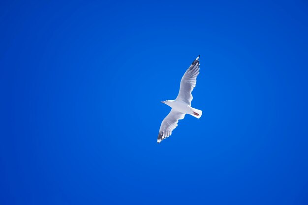 Vista a bassa angolazione di un gabbiano che vola contro un cielo blu limpido