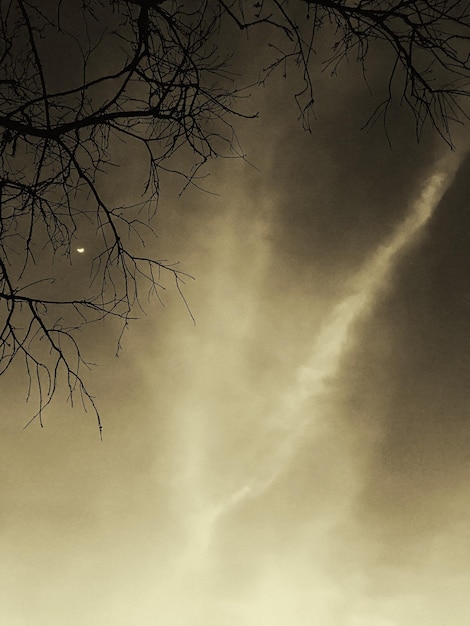 Vista a bassa angolazione di un ramo di albero nudo contro un cielo nuvoloso