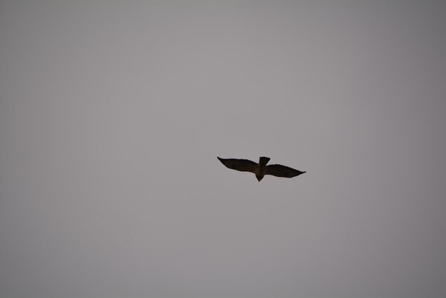 Vista a bassa angolazione di un uccello a silhouette che vola contro un cielo limpido