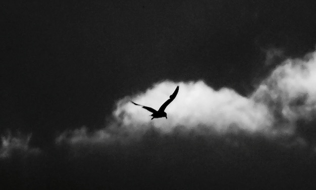 Vista a bassa angolazione di un uccello a silhouette che vola nel cielo
