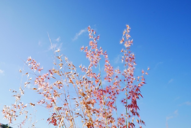 Vista a bassa angolazione di una pianta in fiore contro il cielo blu