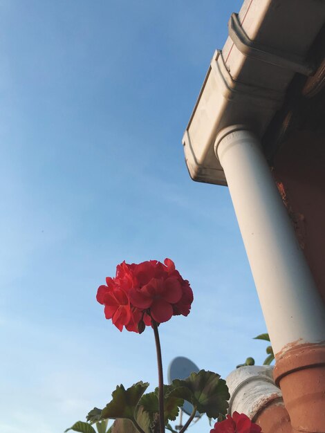 Vista a bassa angolazione di una pianta in fiore contro il cielo