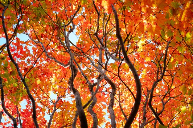 Vista a basso angolo degli alberi autunnali contro il cielo