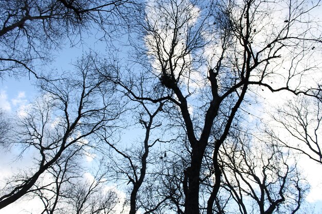 Vista a basso angolo degli alberi contro il cielo