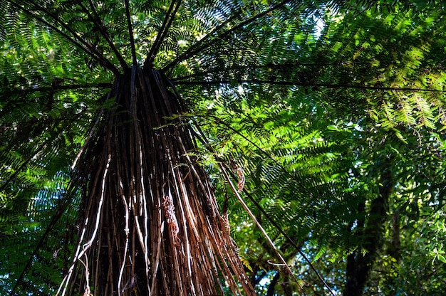 Vista a basso angolo degli alberi di bambù nella foresta