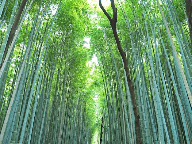 Vista a basso angolo degli alberi di bambù nella foresta