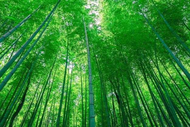 Vista a basso angolo degli alberi di bambù nella foresta