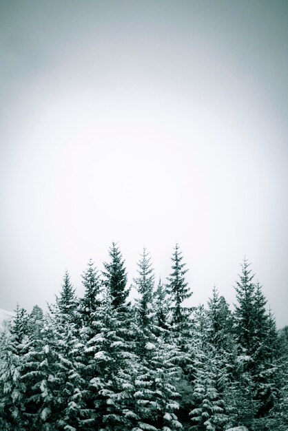 Vista a basso angolo degli alberi di pino contro il cielo durante l'inverno