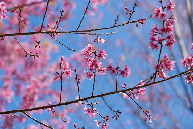 Vista a basso angolo dei fiori di ciliegio contro il cielo