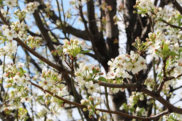 Vista a basso angolo dei fiori di mela in primavera