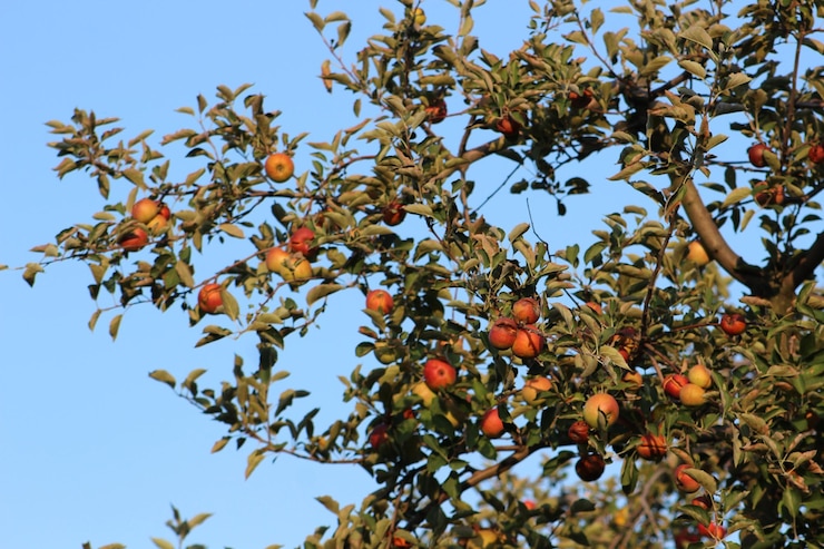 Foto vista a basso angolo dei frutti che crescono sull'albero contro il cielo