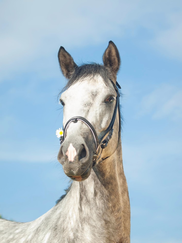Foto vista a basso angolo del cavallo contro il cielo