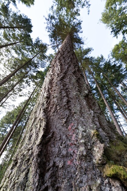 Vista a basso angolo del tronco dell'albero contro il cielo